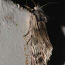 Image de Iridoplitis malgassica Kiriakoff 1960