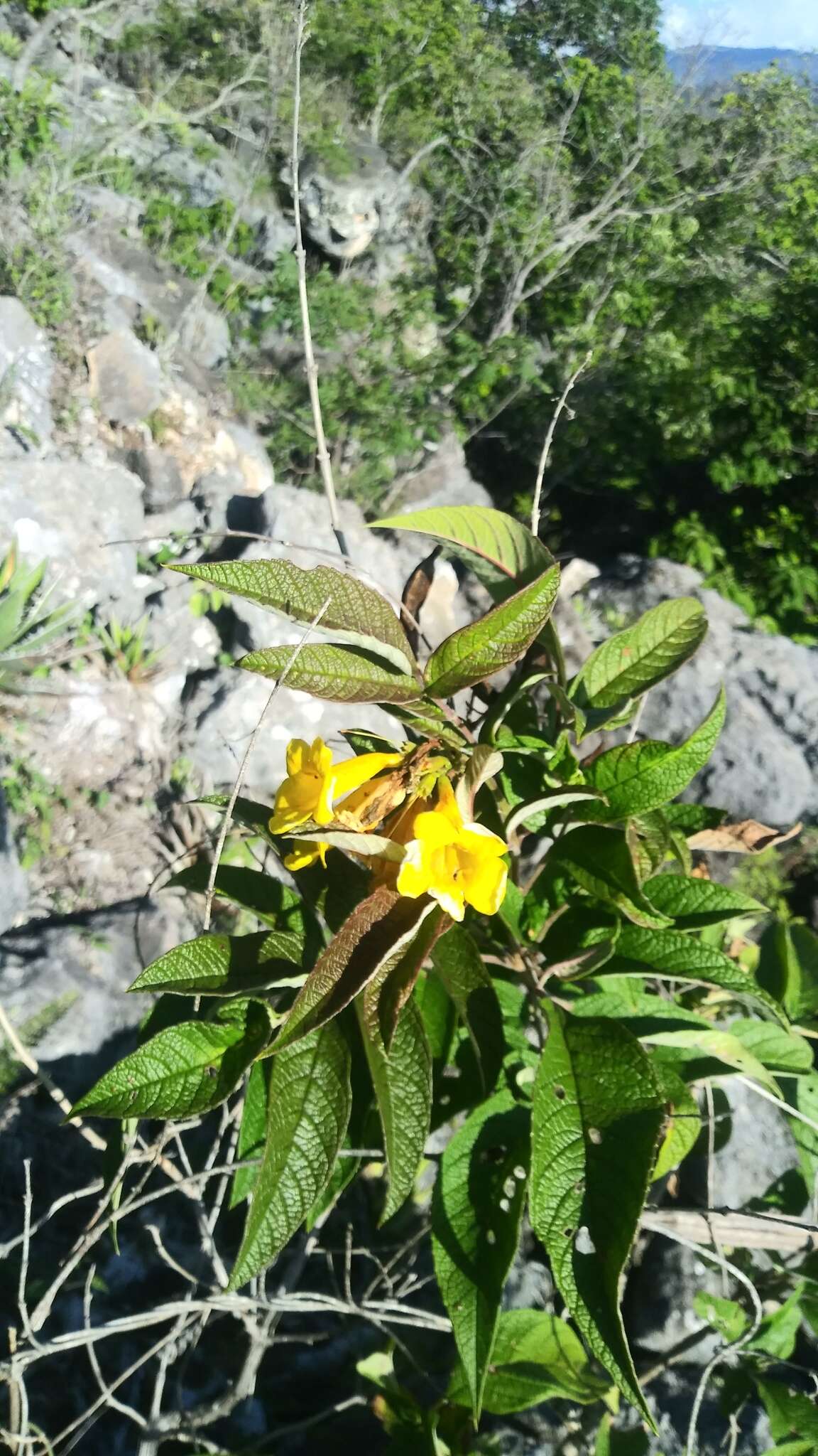 Imagem de Tecoma stans var. velutina DC.