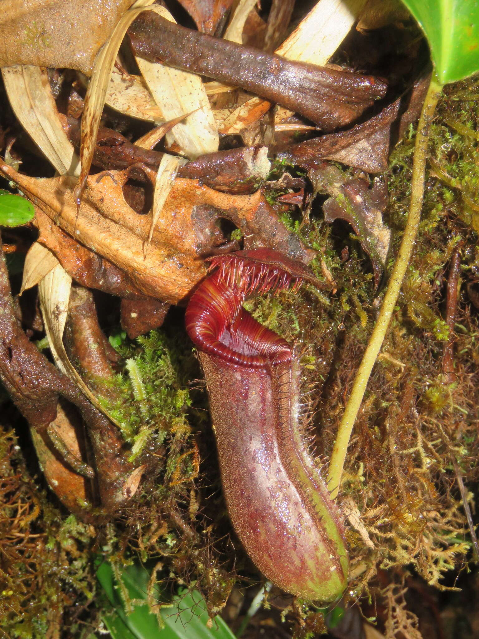 Слика од Nepenthes lowii Hook. fil.