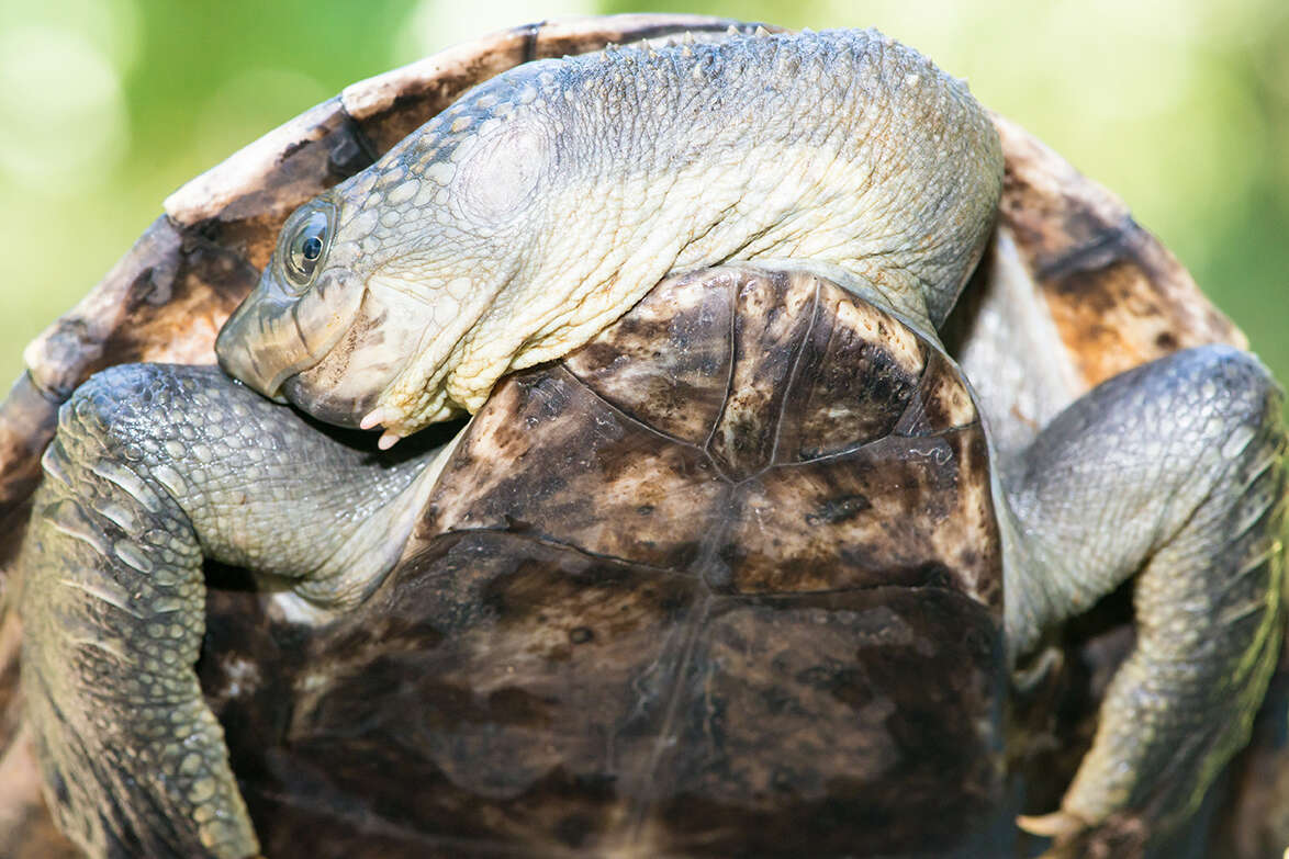 Image of White Throated Snapping Turtle