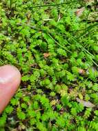 Image of Leptinella dispersa subsp. dispersa