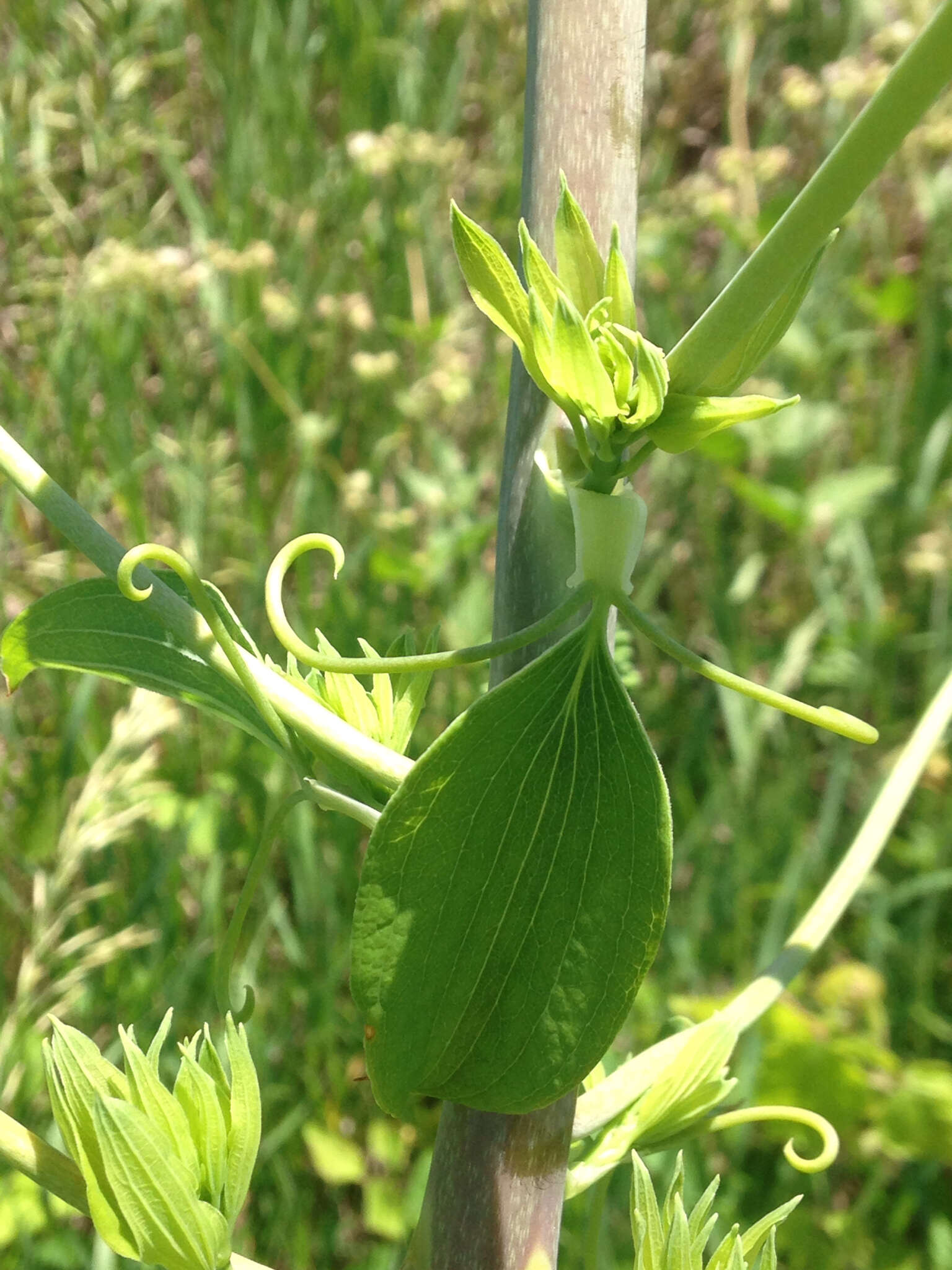 Smilax lasioneura Hook. resmi