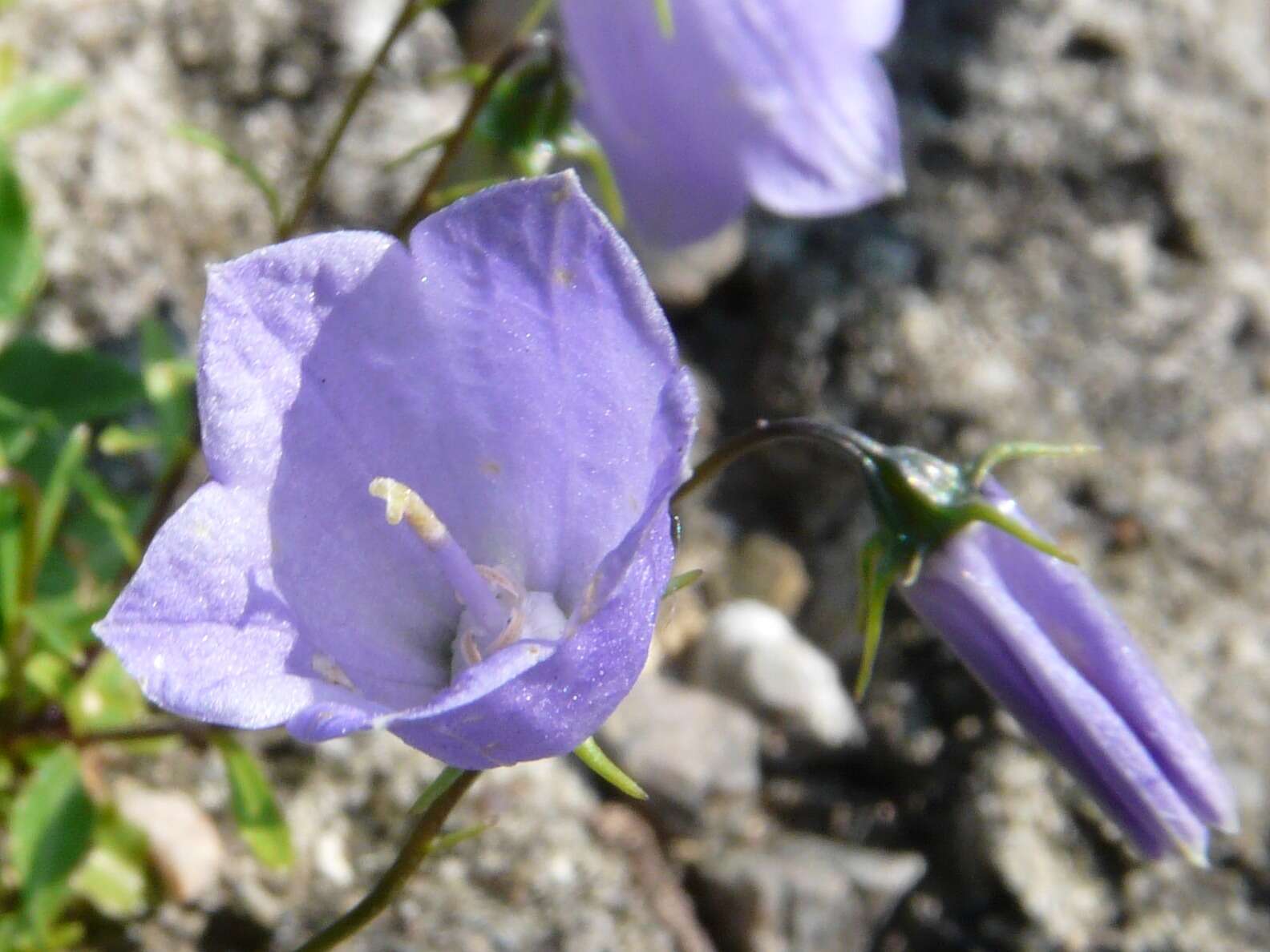 Image of Campanula cochleariifolia Lam.