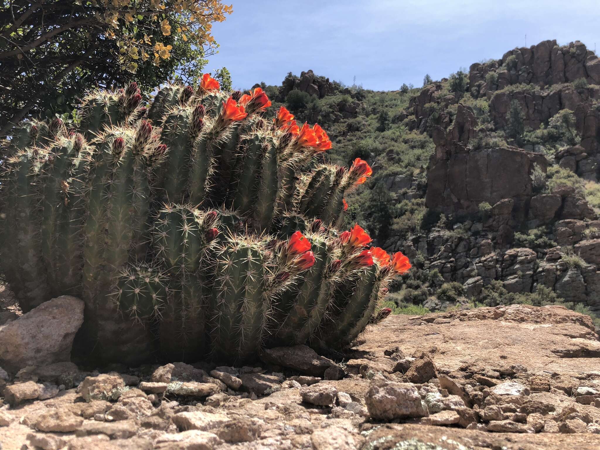 Image of Arizona Hedgehog Cactus