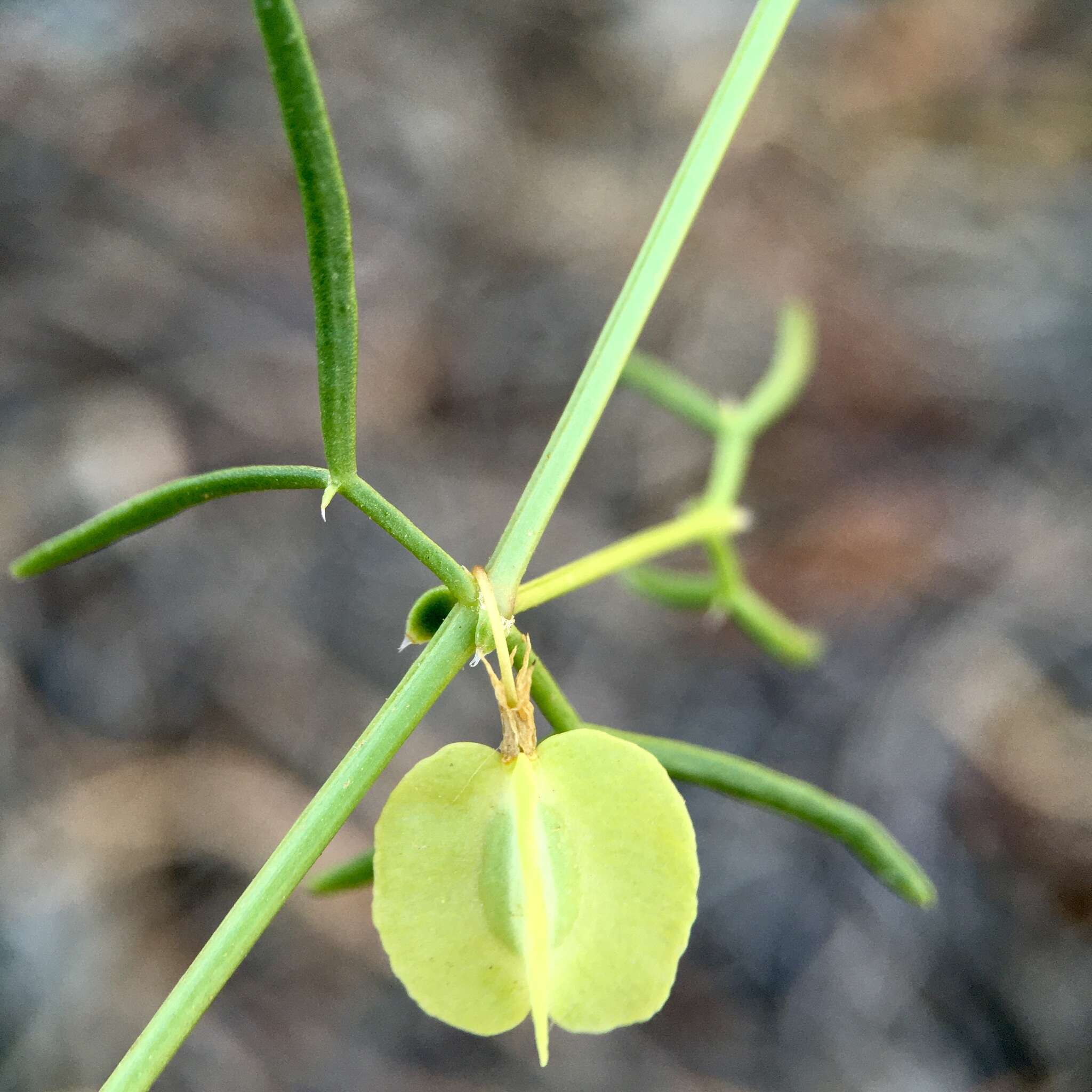 Image of Roepera eremaea (Diels) Beier & Thulin