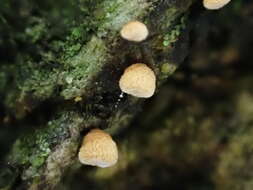 Image de Cyphella ferruginea P. Crouan & H. Crouan 1867