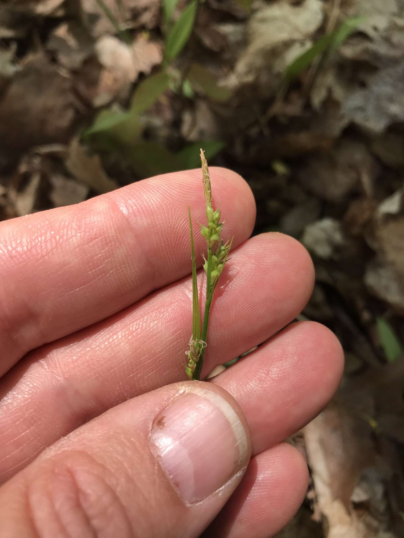 Image of fibrousroot sedge