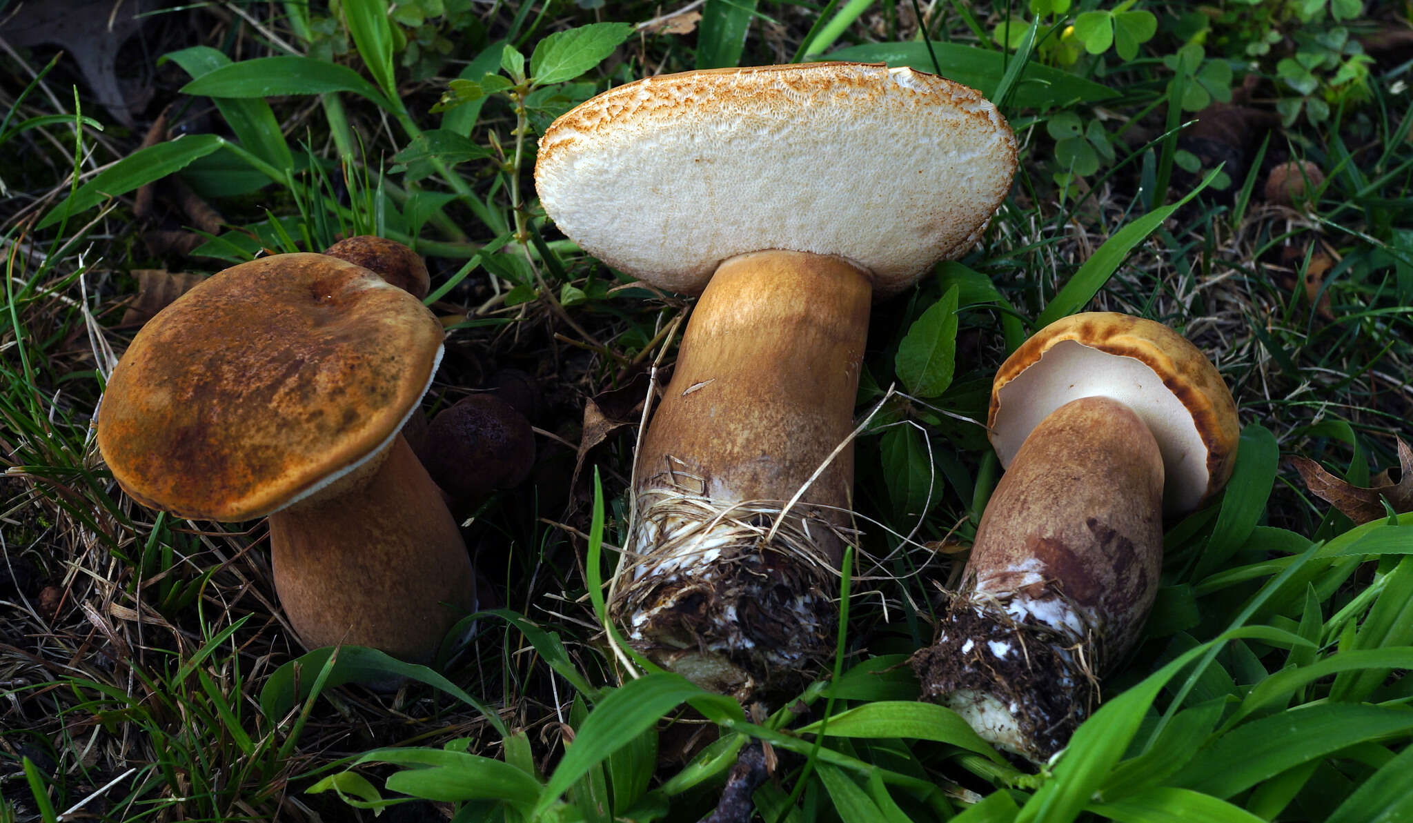 Imagem de Tylopilus ferrugineus (Frost) Singer 1947