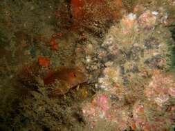 Image of Ringneck Blenny