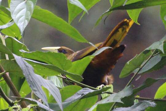 Image of Dusky-green Oropendola