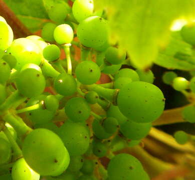 Image of wine grape