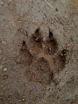 Image of Striped Hyena