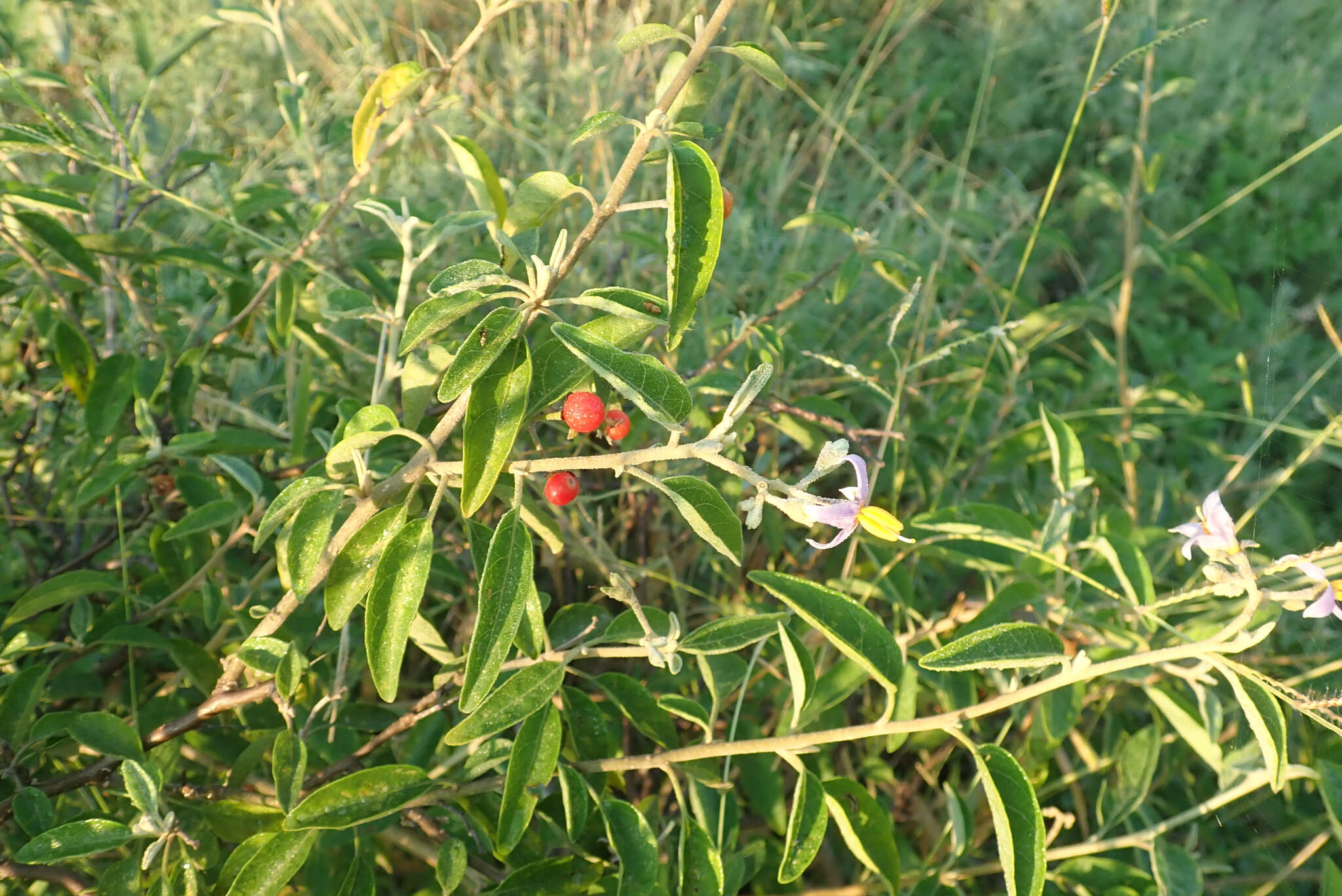 Image of Solanum tettense Klotzsch