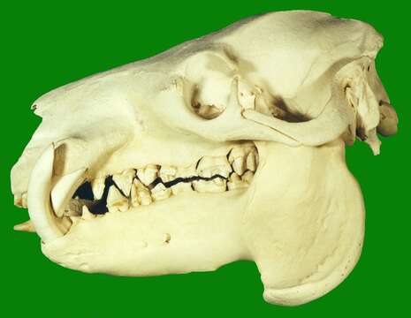 Image of Hexaprotodon Falconer & Cautley 1836