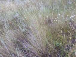 Image of bluebunch wheatgrass