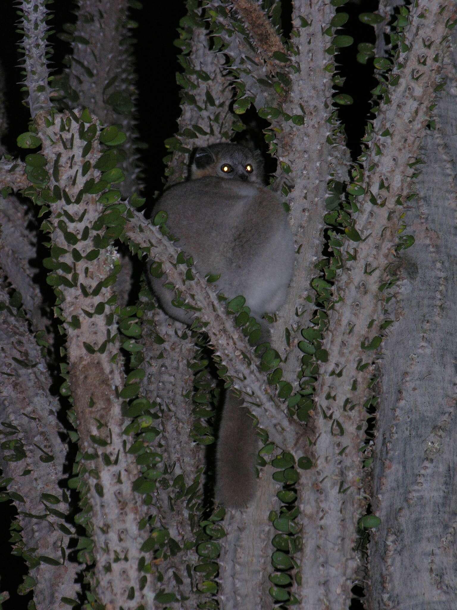 Image of white-footed sportive lemur