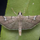 Image of Chalcidoptera appensalis Snellen 1884