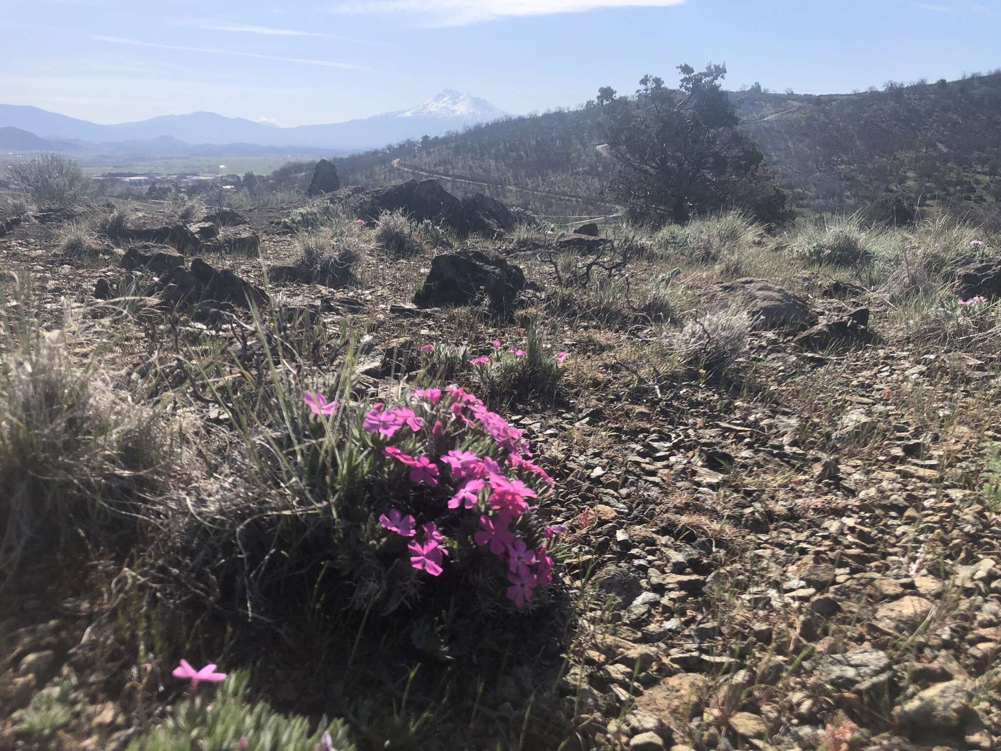 Image of Yreka phlox