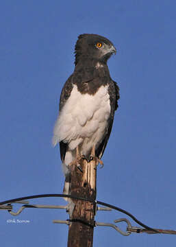 Image of Black-chested Snake Eagle