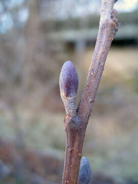 Image of European alder