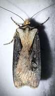 صورة Agrotis volubilis Harvey 1874