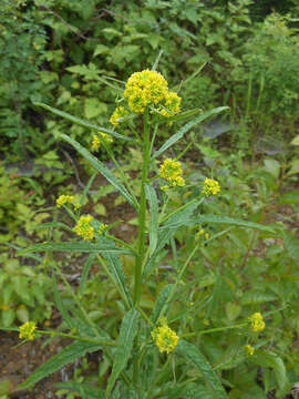 Image of globe yellowcress