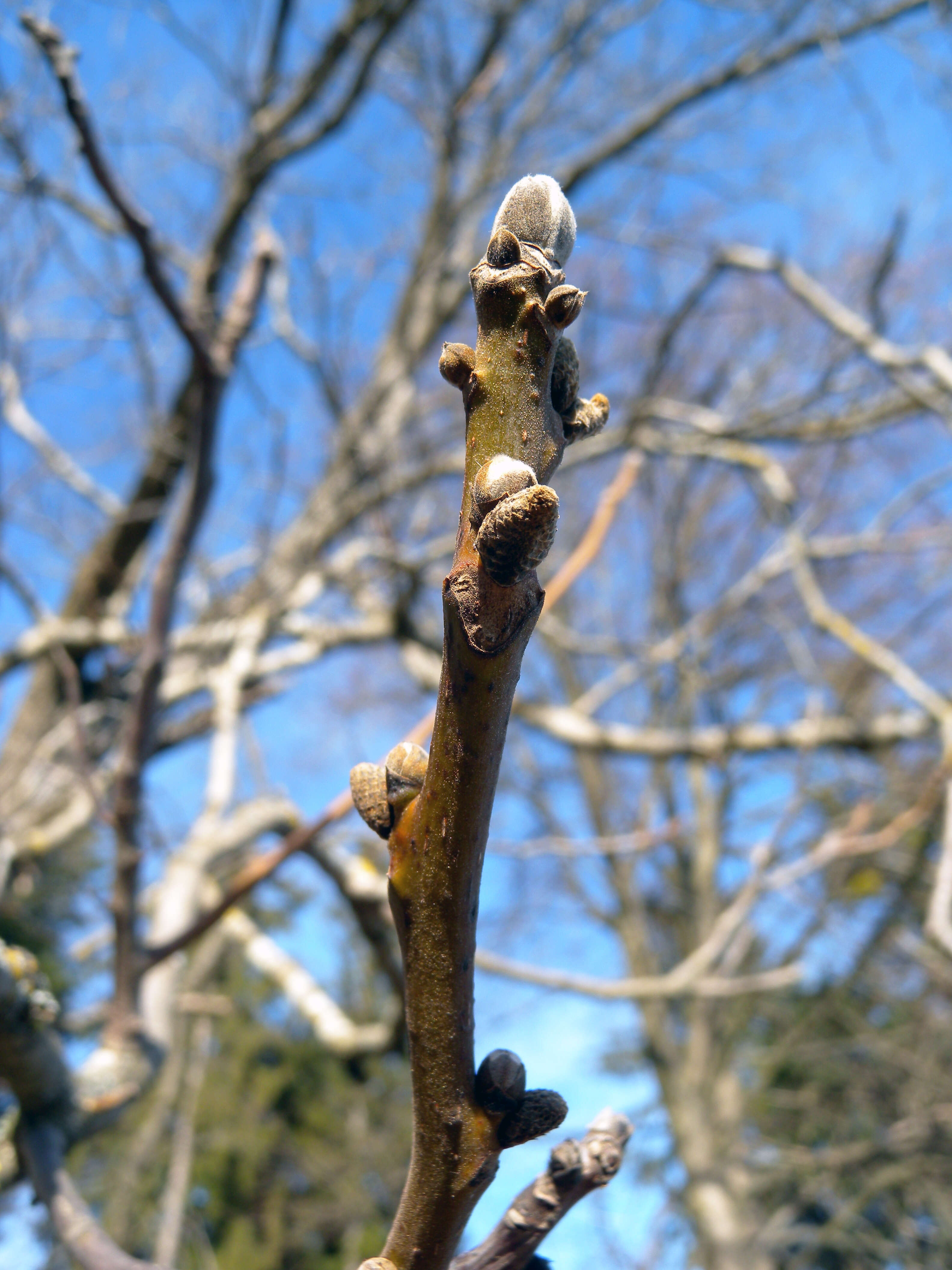 Image of Common walnut