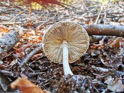 Macrolepiota bonaerensis (Speg.) Singer 1951 resmi