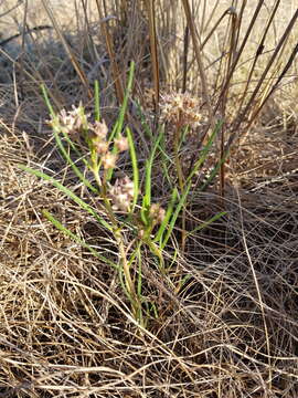 Sivun Asclepias stellifera Schltr. kuva