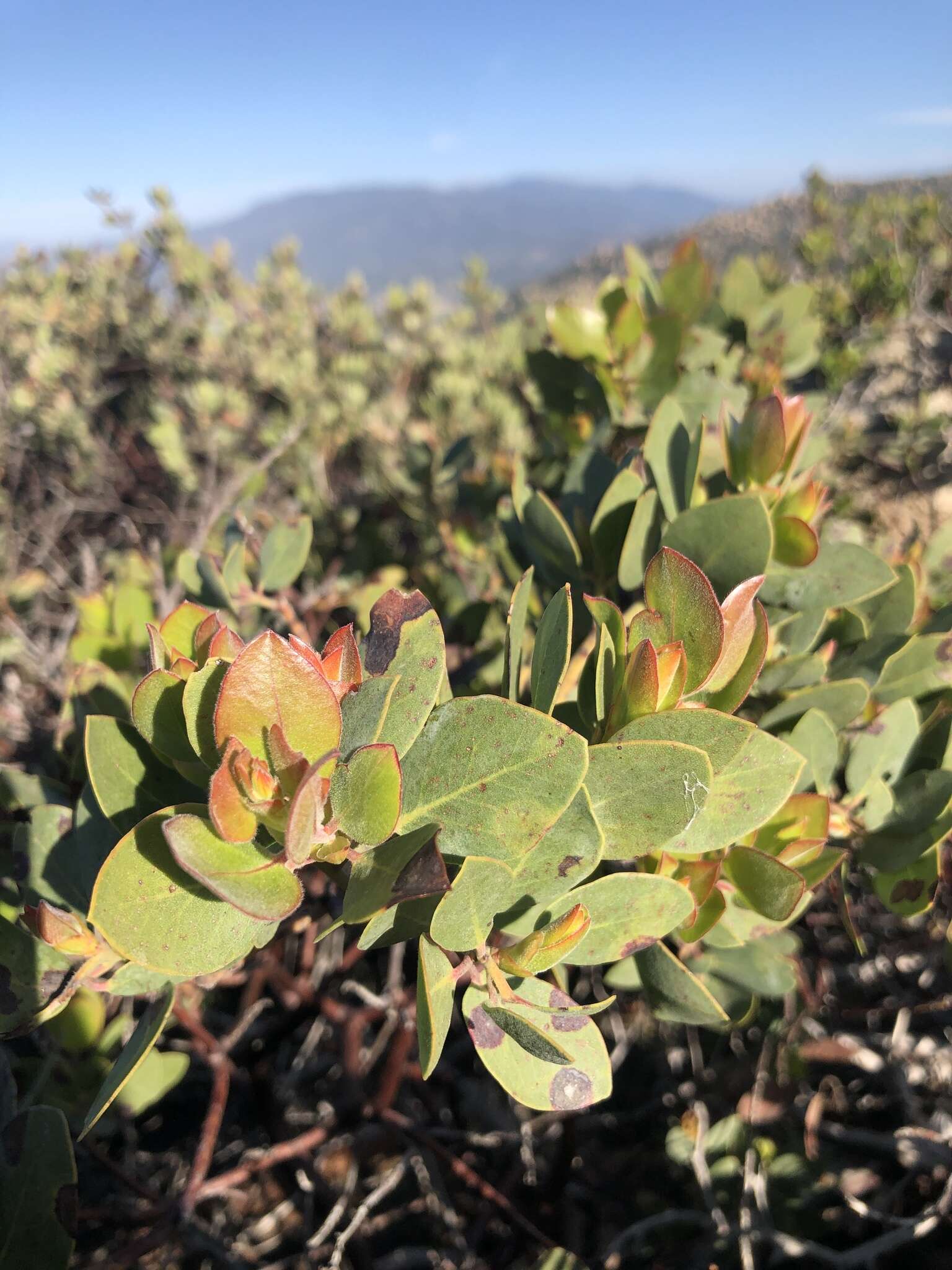 Слика од Arctostaphylos rainbowensis J. E. Keeley & A. Massihi