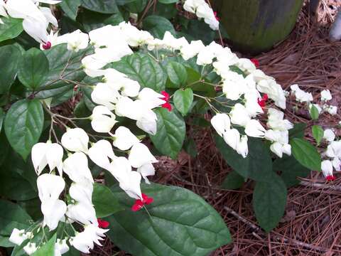 Imagem de Clerodendrum thomsoniae Balf. fil.