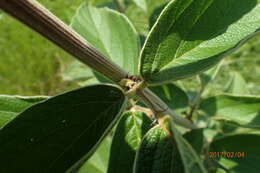 Image of Bug catcher