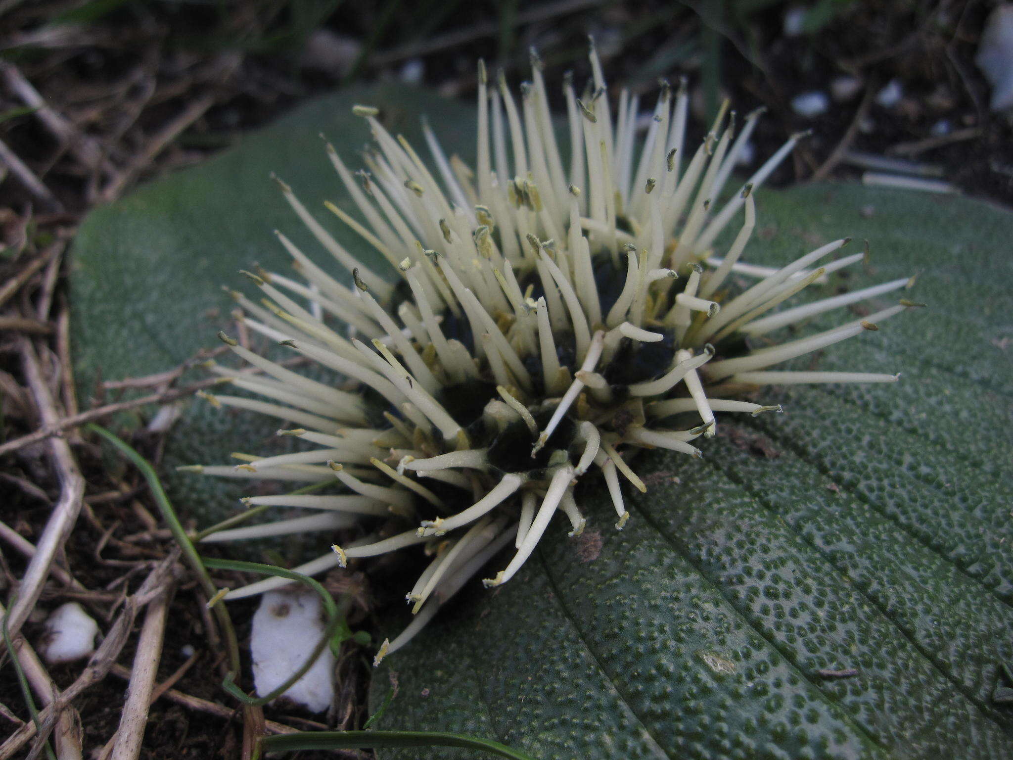 Image of Massonia pustulata Jacq.