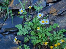 Tanacetum partheniifolium (Willd.) Sch. Bip. resmi