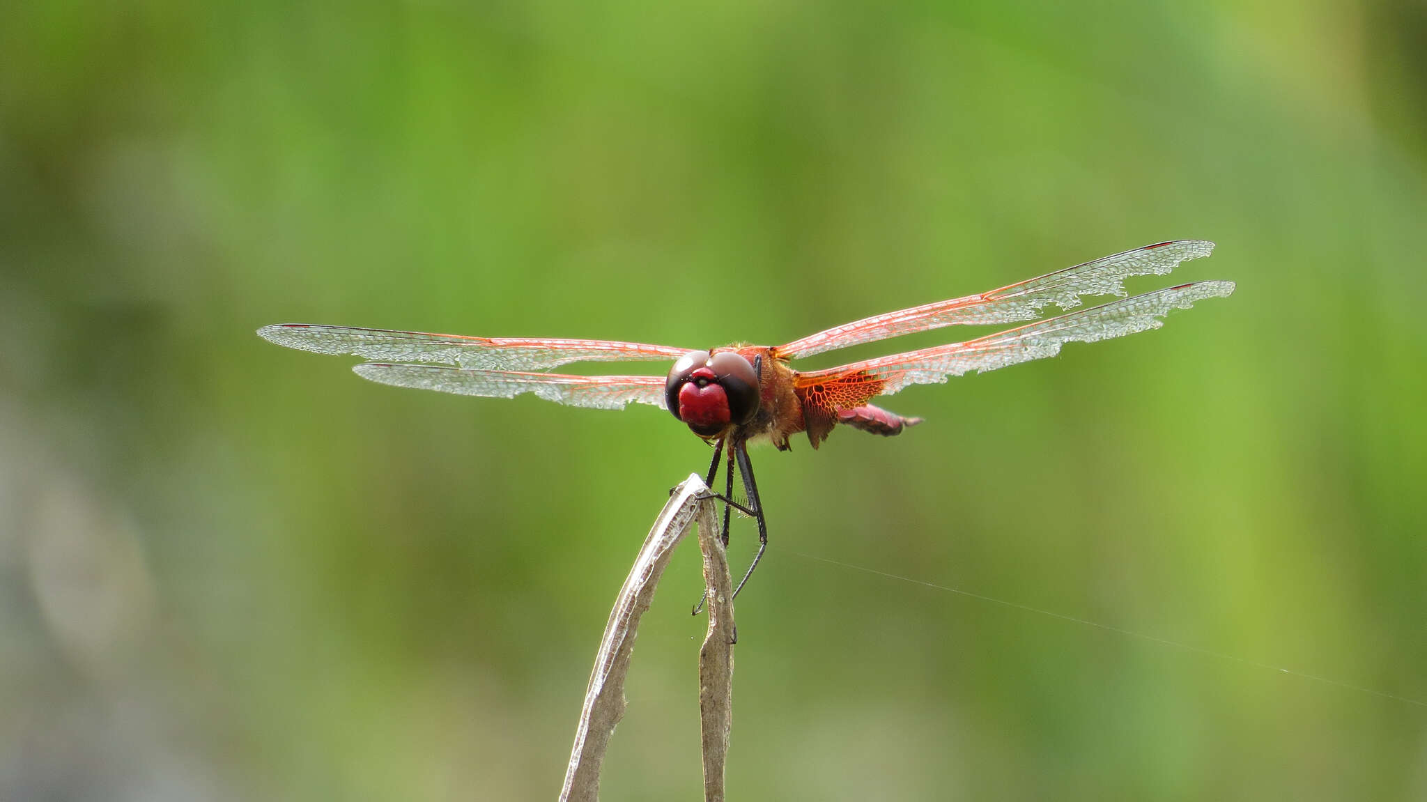 Image of Tramea stenoloba (Watson 1962)