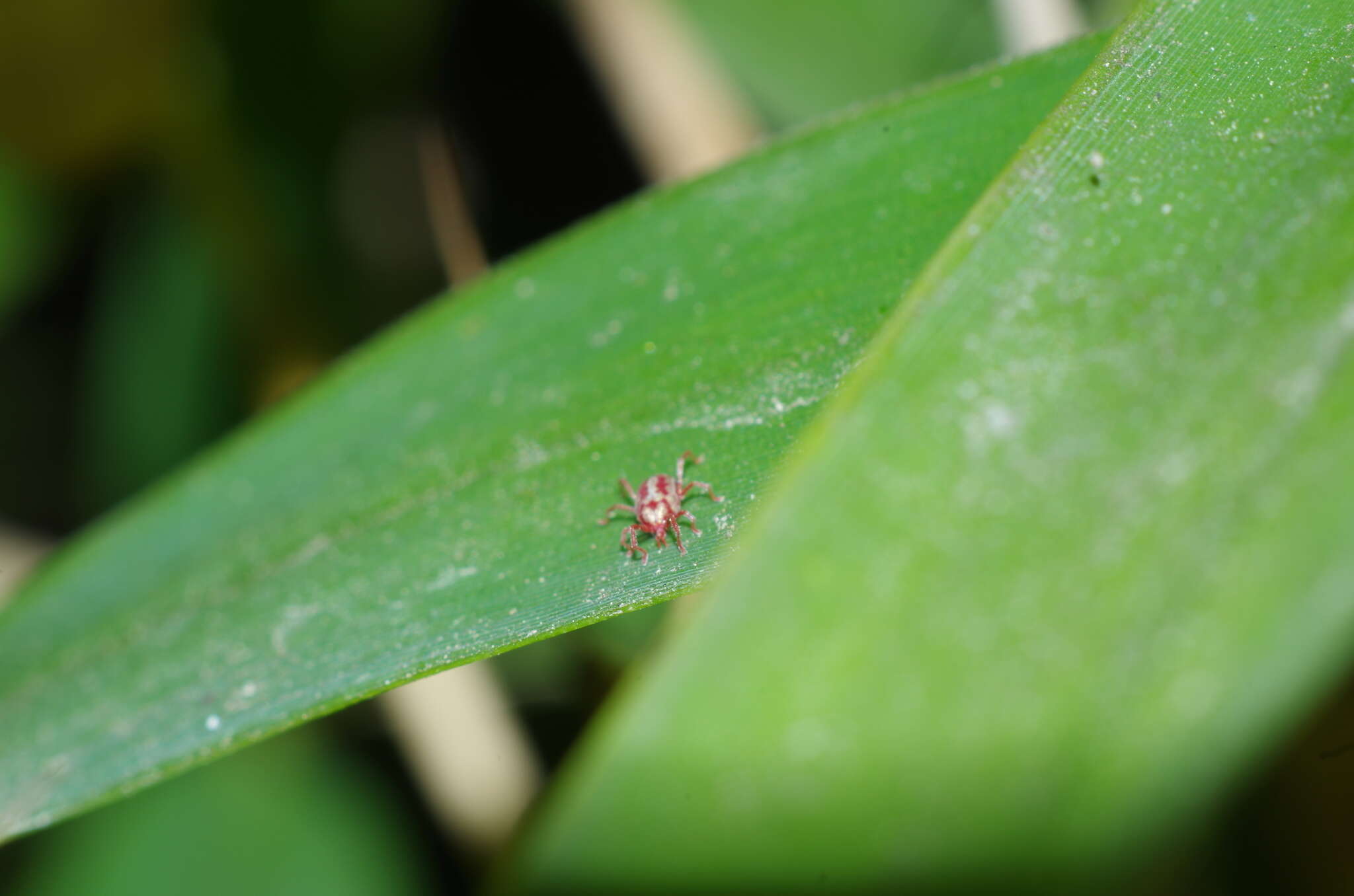 Image of <i>Balaustium leanderi</i>