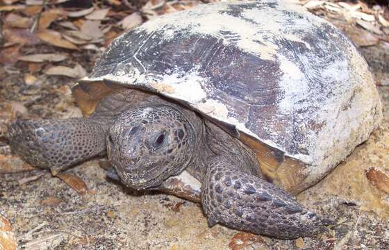 Image of (Florida) Gopher Tortoise