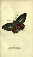 Image of Parides aeneas (Linnaeus 1758)