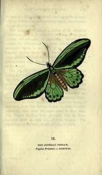 Sivun Ornithoptera priamus (Linnaeus 1758) kuva