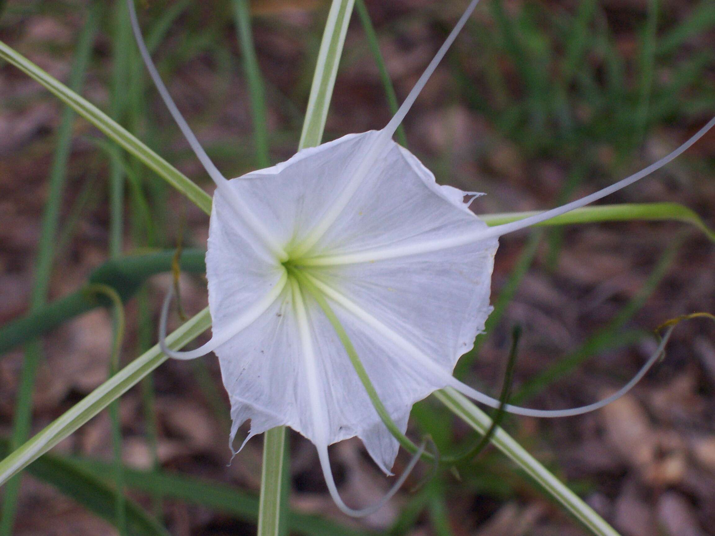 Image of alligatorlily