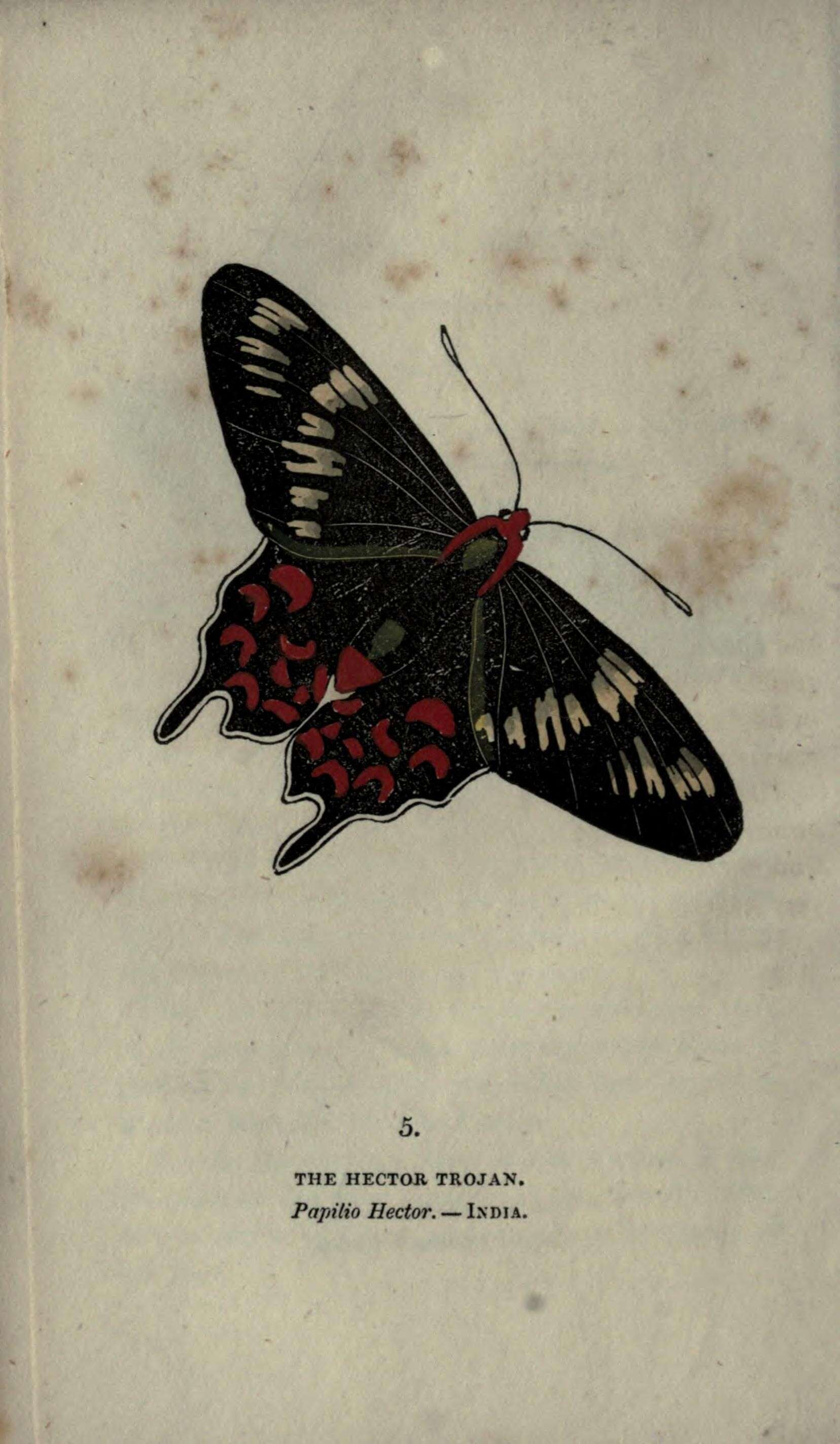 Image of Pachliopta hector (Linnaeus 1758)