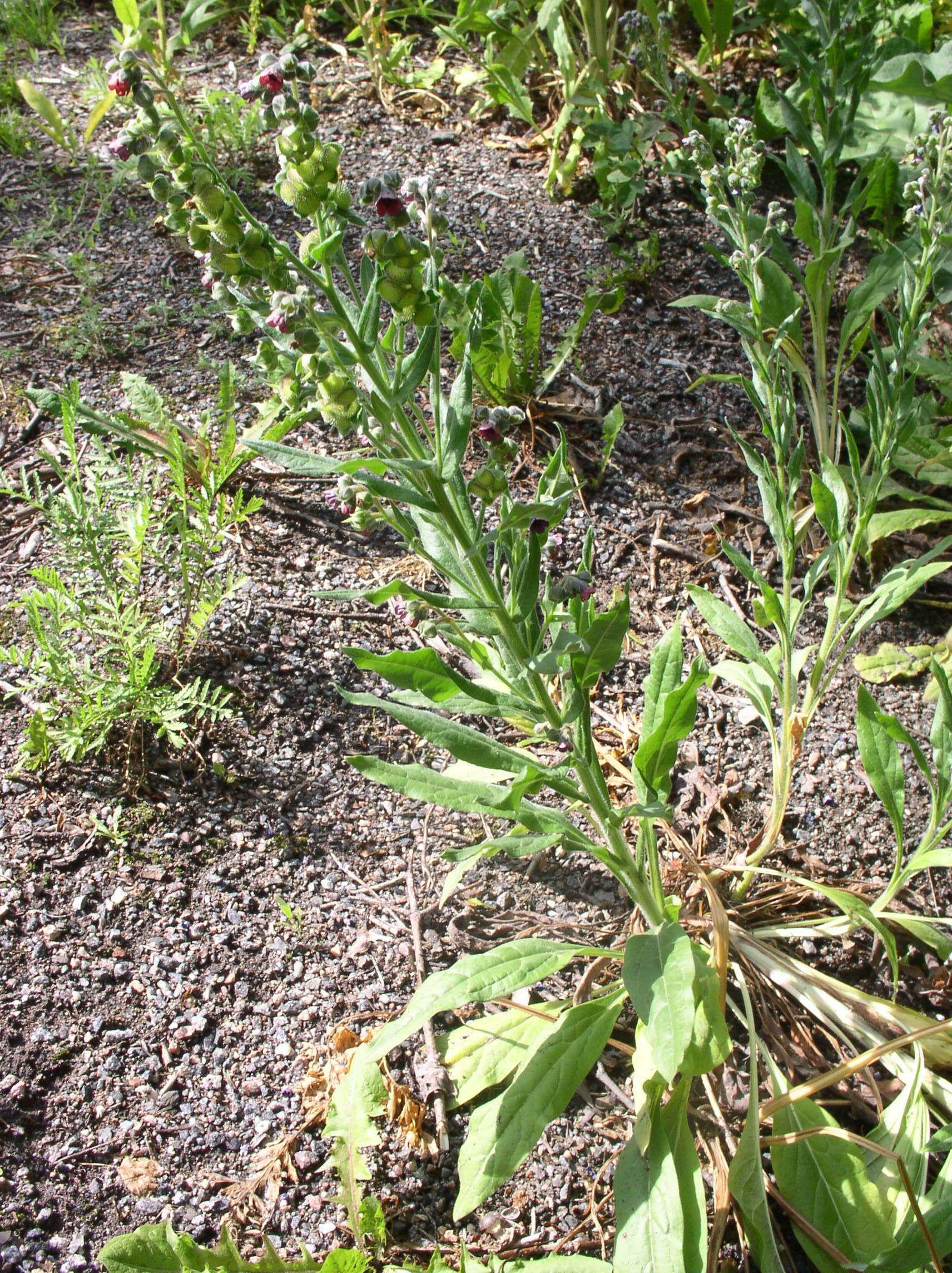 Plancia ëd Cynoglossum officinale L.