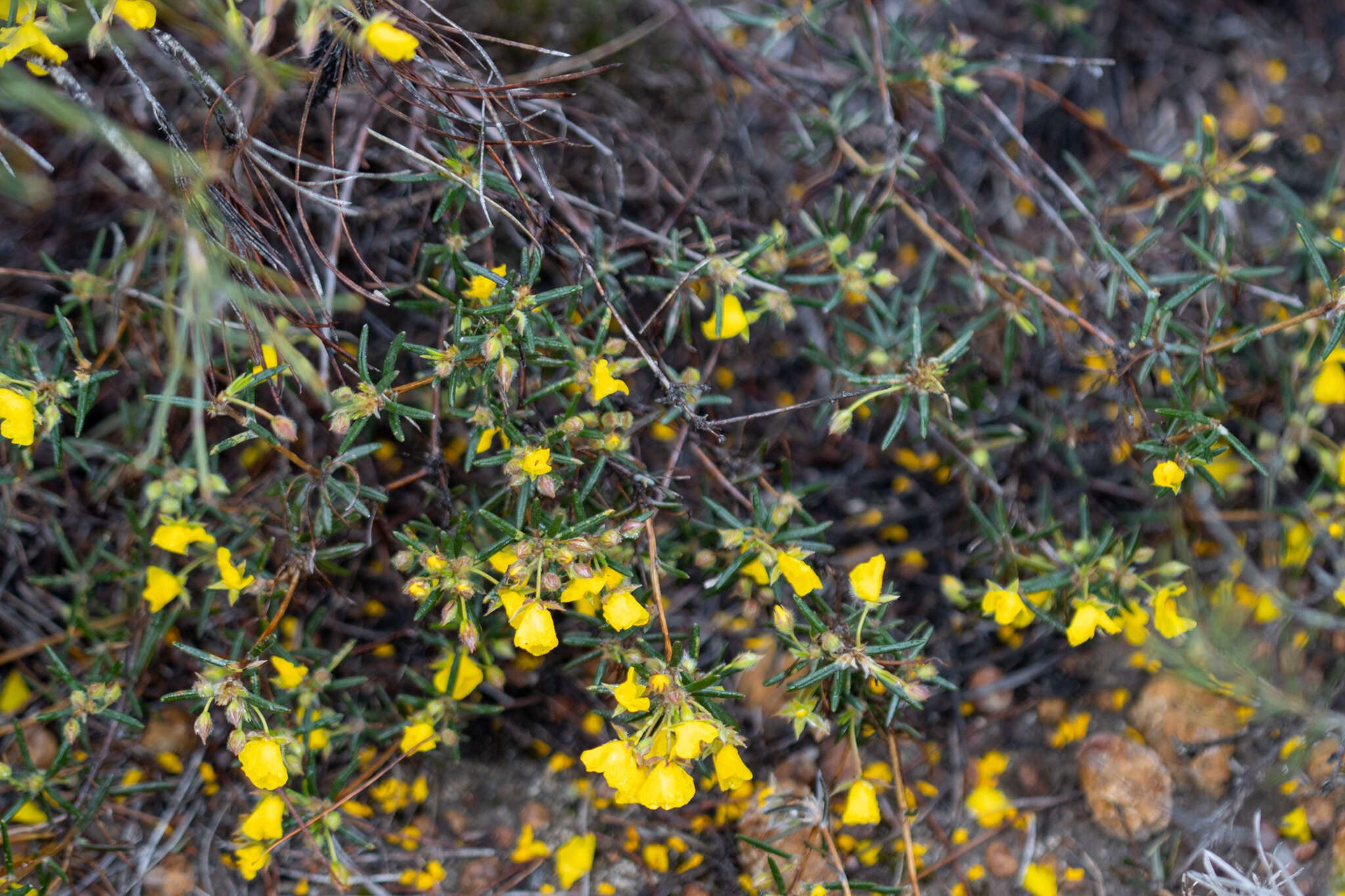 Image of Hibbertia fasciculiflora K. R. Thiele