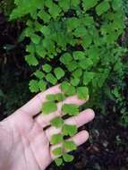 Image of fan maidenhair