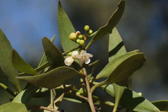 Image of Myoporum tenuifolium G. Forster