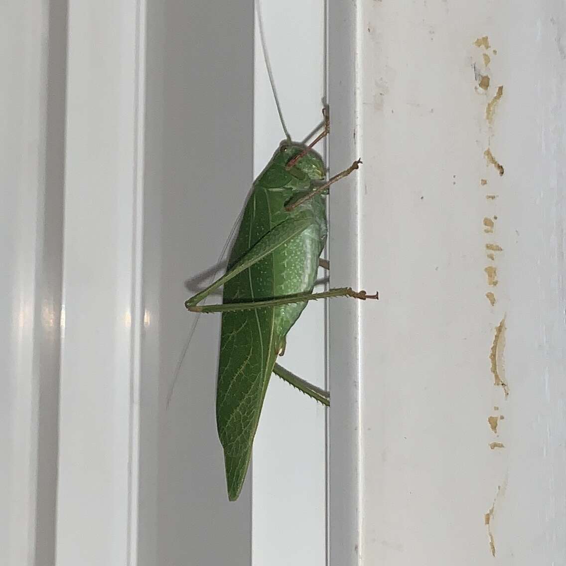 Image of California Angle-wing Katydid