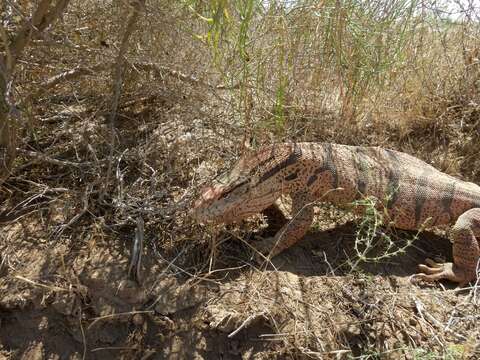 Слика од Varanus griseus caspius (Eichwald 1831)