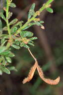 Imagem de Acacia aspera subsp. parviceps N. G. Walsh