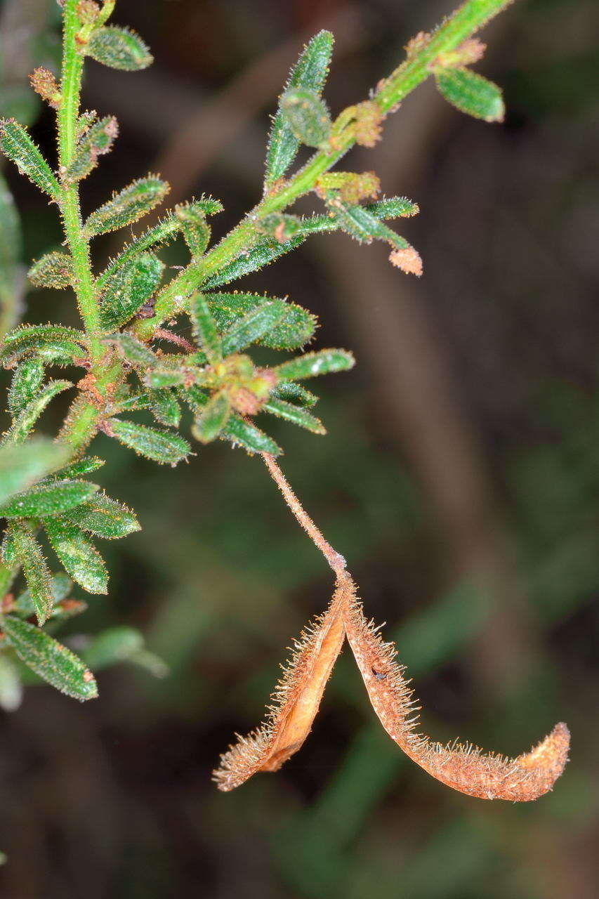 Image of Acacia aspera subsp. parviceps N. G. Walsh