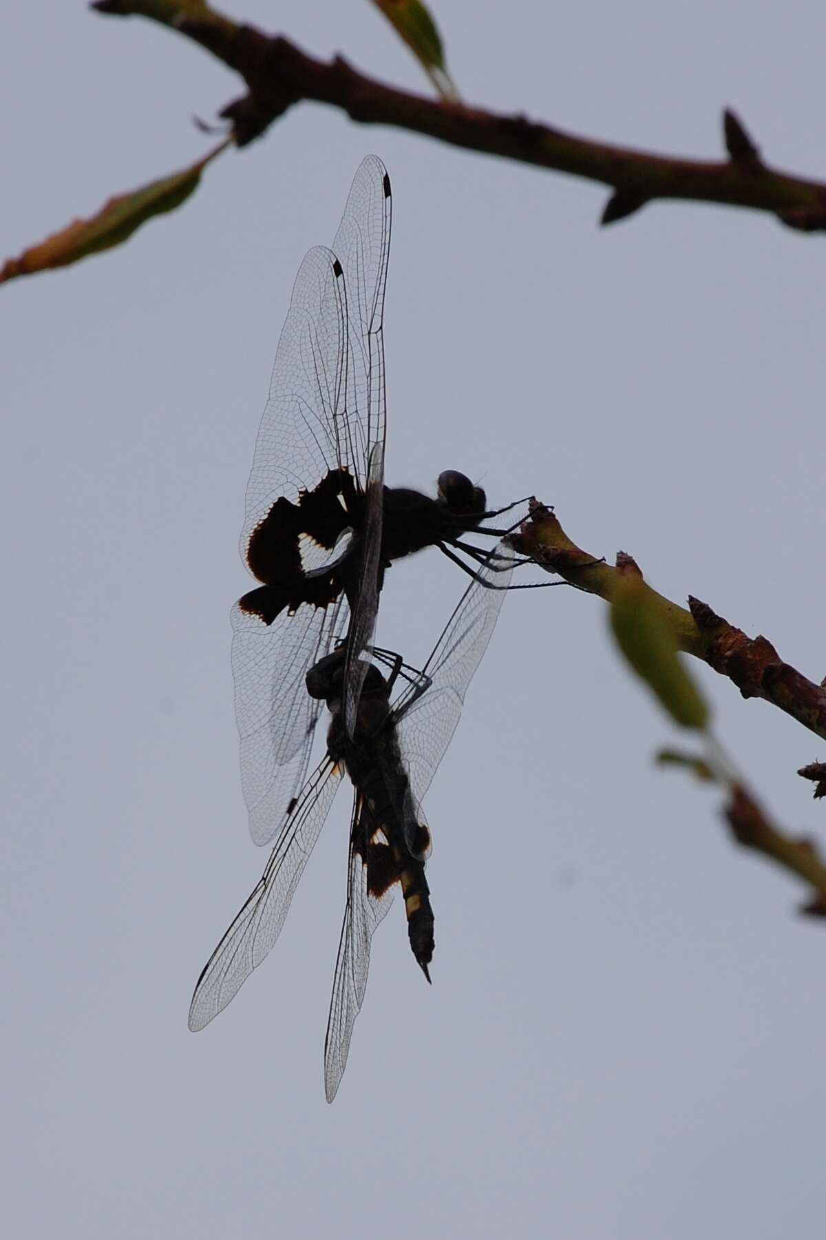 Image of Black Saddlebags